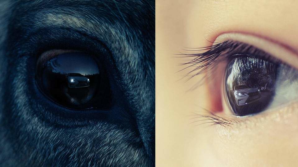 Deux yeux, de nombreux systèmes